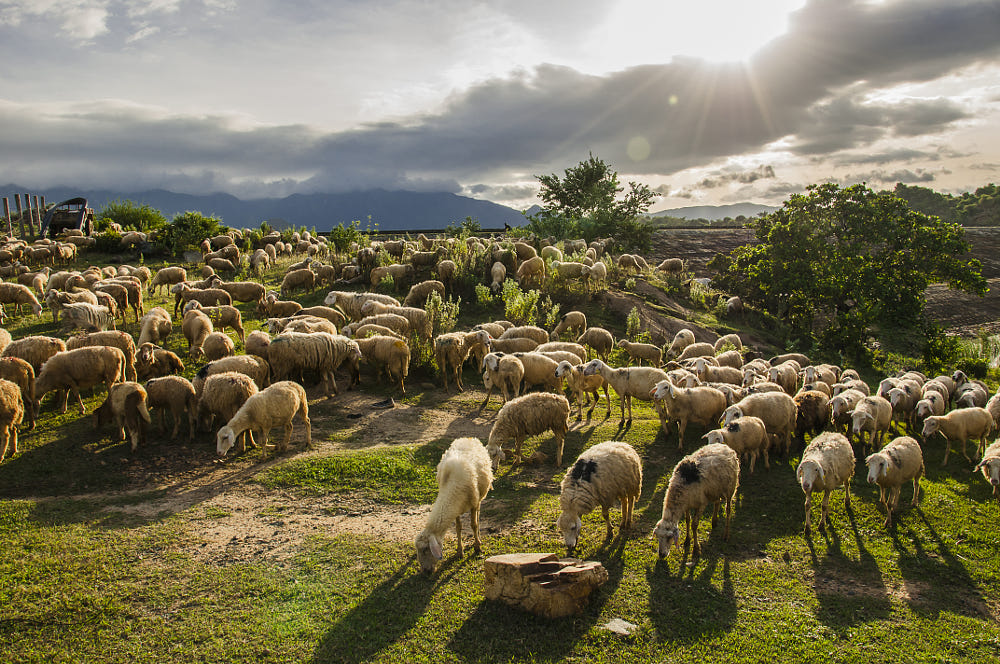 7. Những cánh đồng cừu như trang trại châu Âu