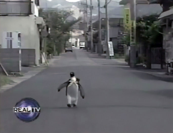 Lala – chú chim cánh cụt hoàng đế đáng yêu là thành viên của một gia đình Nhật Bản
