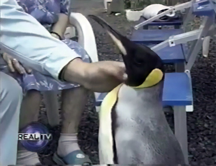 Chú chim cánh cụt được giải cứu thích đi chợ tự mình mua cá