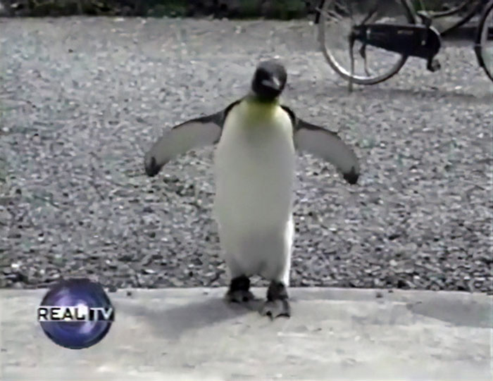 Chú chim cánh cụt được giải cứu thích đi chợ tự mình mua cá